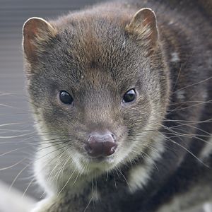Tiger quoll