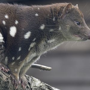 Tiger quoll profile