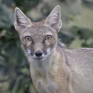 Corsac fox