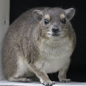 Yellow-spotted rock hyrax