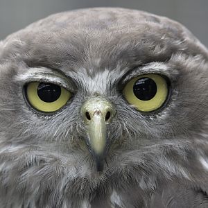 Barking owl