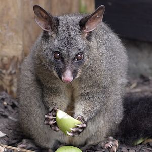 Brush-tailed possum