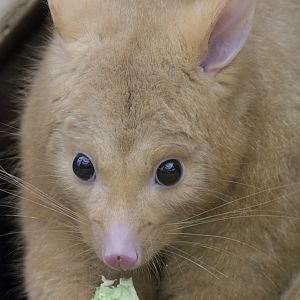 Golden brush-tailed possum