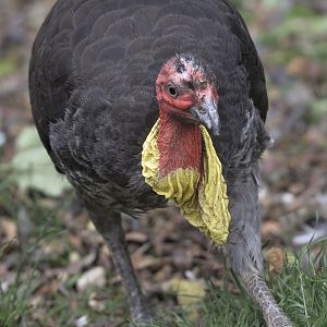 Brush turkey