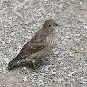 Juvenile brown-headed cowbird