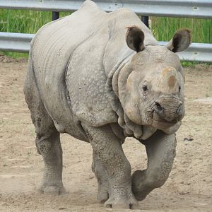 Indian rhino