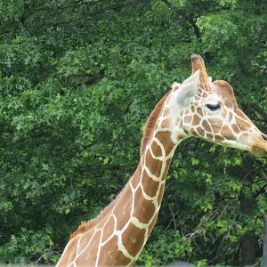 Giraffe (possibly reticulated?)