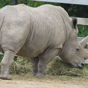 White rhino