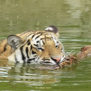 Tiger in the water with a log