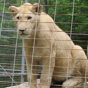 Young white lion