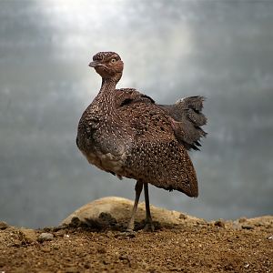 Buff-crested bustard (Lophotis gindiana)