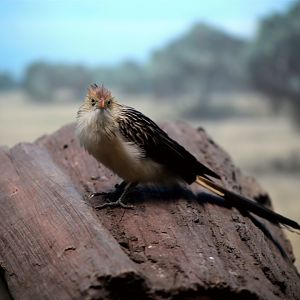 Guira cuckoo