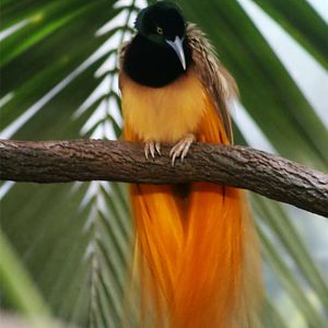 Raggiana bird-of-paradise (Paradisaea raggiana)