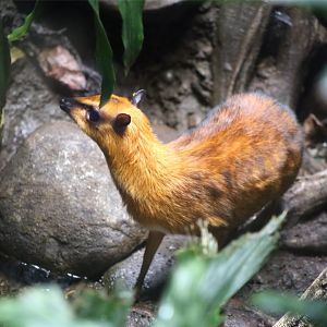 Greater mouse-deer (Tragulus napu)