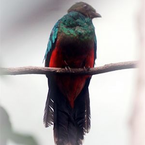 Golden-headed quetzal (Pharomachrus auriceps)