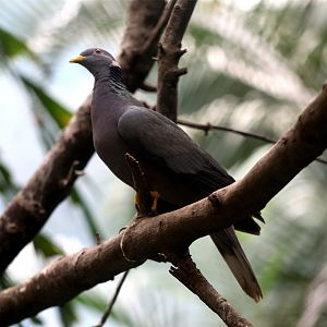 Southern band-tailed pigeon (Patagioenas albilinea)