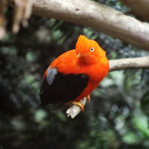 Andean cock-of-the-rock (Rupicola peruvianus)