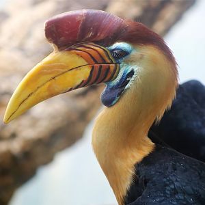 Knobbed hornbill (Rhyticeros cassidix)