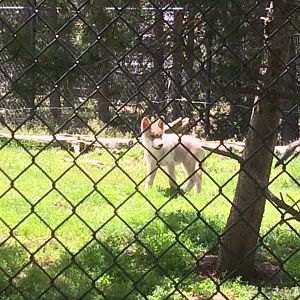Gray Wolf pup