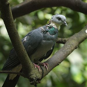 Ashy wood pigeon (C. pulchricollis)