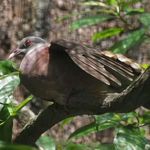 Malagasy turtle dove (Nesoenas picturatus)