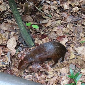 Agouti ID
