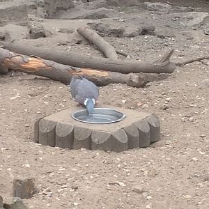 A special visitor in the Meerkat enclosure! 9th July 2019