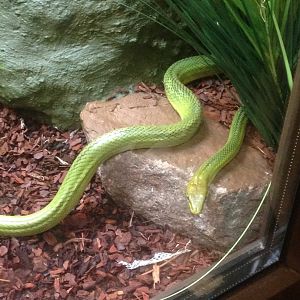Red-tailed green ratsnake, 9th July 2019