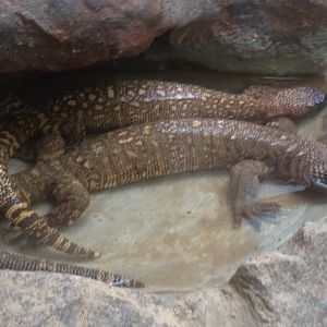 Rio Fuerte beaded lizards, 9th July 2019