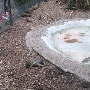Patagonian maras, 9th July 2019