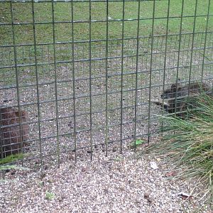 Parma wallabies, 9th July 2019