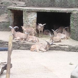 Barbary sheep, 9th July 2019