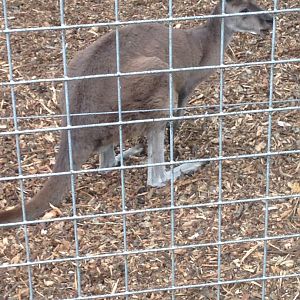 The last remaining Western grey kangaroo at Dudley, 9th July 2019