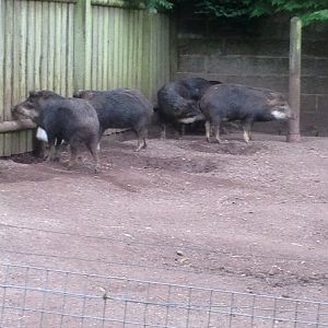 White-lipped peccaries, 9th July 2019