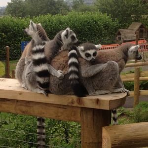 Ring-tailed lemurs in Lemur Wood, 9th July 2019