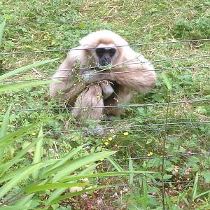 Lar gibbon behind bush, 9th July 2019