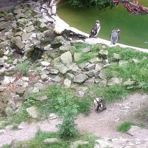 Humboldt penguins, 9th July 2019