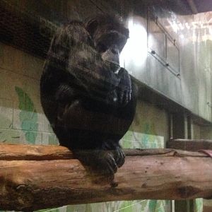 Bored-looking chimpanzee, 9th July 2019