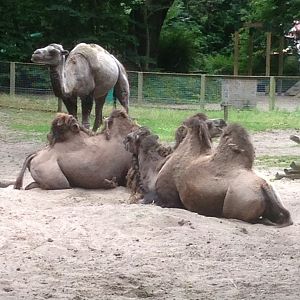 Bactrian camels, 9th July 2019