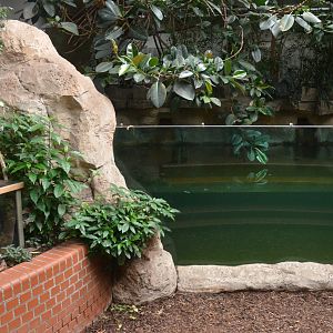 Tapir/South America House at Wuppertal, 16/06/19