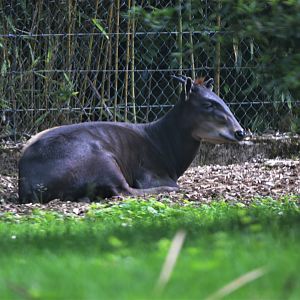 Yellow-backed Duiker at Wuppertal, 16/06/19