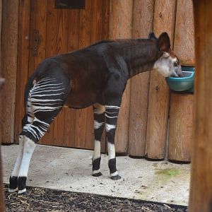 Okapi Calf at Wuppertal, 16/06/19