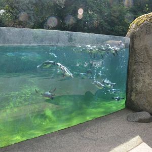 Black-footed Penguin Enclosure at Wuppertal, 16/06/19