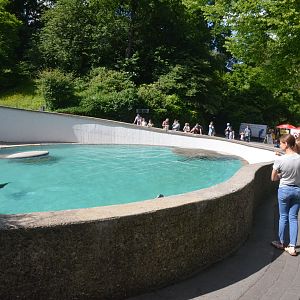 California Sea Lion Enclosure at Wuppertal, 16/06/19
