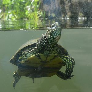 European Pond Turtle at Wuppertal, 16/06/19