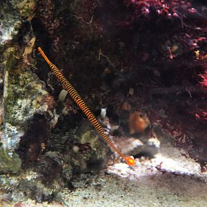Yellow-banded Pipefish at Wuppertal, 16/06/19