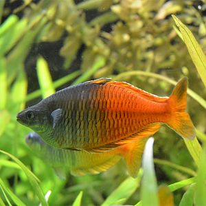 Boeseman's Rainbowfish at Wuppertal, 16/06/19