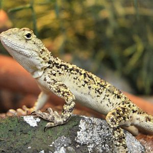 Turkestan Rock Agama at Wuppertal, 16/06/19