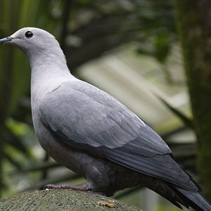Island Imperial pigeon
