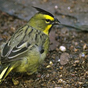 Yellow/Green cardinal (Gubernatrix cristata)